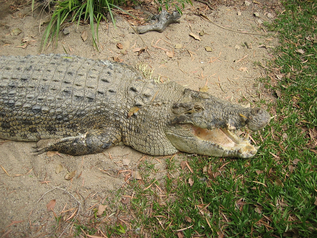 103 Port Douglas Wildlife Habitat.jpg